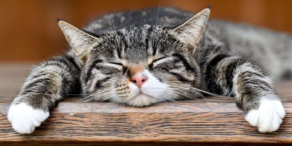 Sleepy cat with grey/black fur and white mittens.